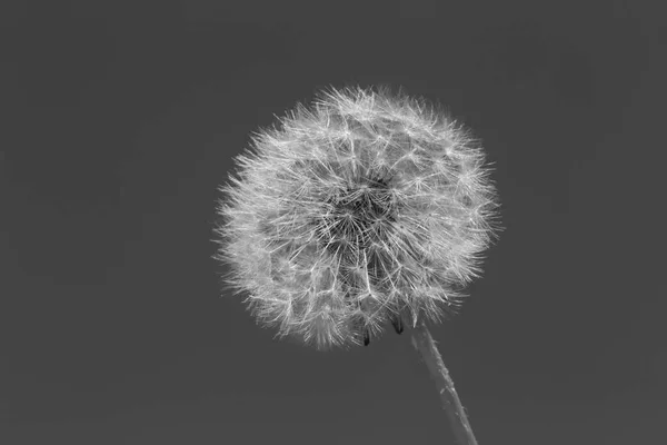 Black White Photo Dandelion Flower — Stock Photo, Image