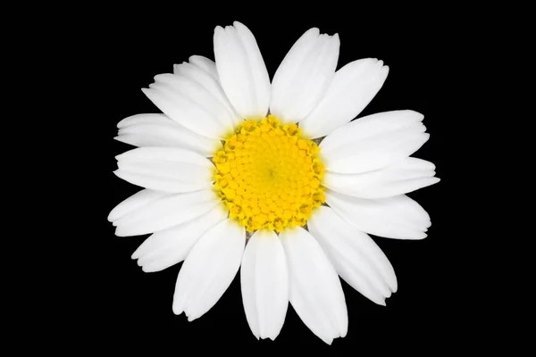 Close Chamomile Flower Black Background — Stock Photo, Image