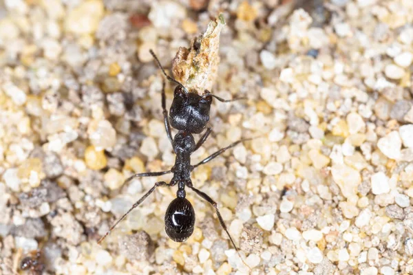 Close Του Μαύρου Μυρμήγκι Κήπο Μεταφέρουν Κάτι Στην Άμμο — Φωτογραφία Αρχείου