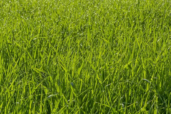 Вид Свежую Мокрую Зеленую Траву Meadow — стоковое фото