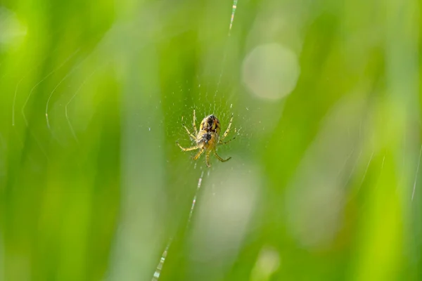 Κοντινό Πλάνο Της Μικρής Αράχνης Στο Διαδίκτυο Πράσινο Γρασίδι — Φωτογραφία Αρχείου