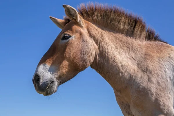 プシェワルスキーの青い空に対する馬の頭 — ストック写真