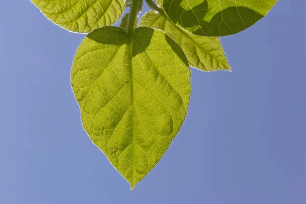 Закрыть Зеленые Листья Фоне Голубого Неба — стоковое фото
