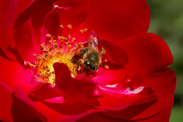 Primo Piano Ape Raccolta Polline All Interno Fiore Rosa Rossa — Foto Stock