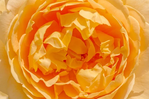 Zbliżenie Żółty Kwiat Róży — Zdjęcie stockowe