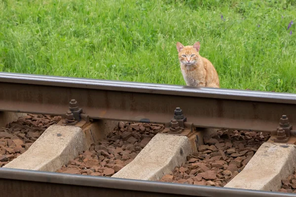Demiryolunda Oturan Turuncu Kedinin Manzarası — Stok fotoğraf
