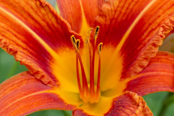 Close Orange Lily Flower — стоковое фото