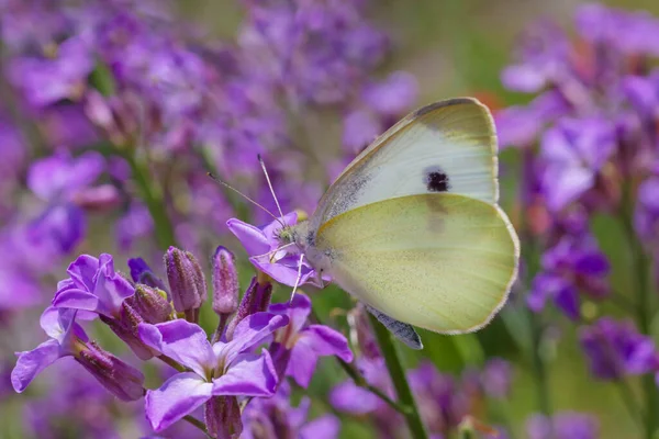 坐在草地上紫色花朵上的白菜蝴蝶的特写 — 图库照片