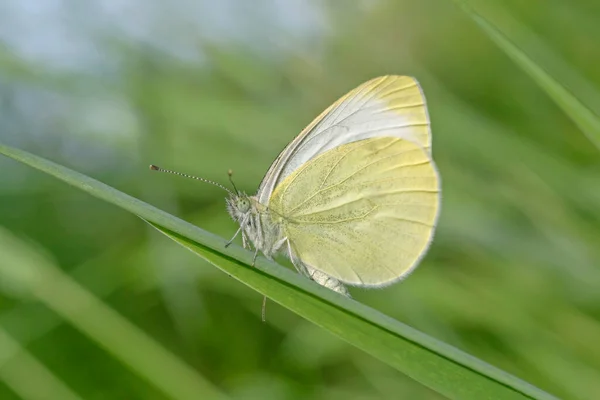 Hora Malý Bílý Motýl Sedí Čepeli Zelené Trávě — Stock fotografie