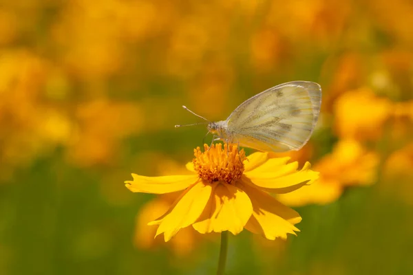 Kleine Witte Kool Vlinder Zittend Gele Bloem Bloembed — Stockfoto