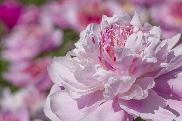 Zbliżenie Różowy Kwiat Piwonii Ogrodzie — Zdjęcie stockowe