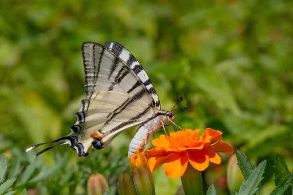 Дефіцит Ластівки Метелик Сидить Помаранчевих Цілях Квітка — стокове фото