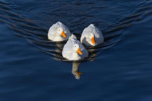 Pohled Tři Bílé Kachny Plavání Řece — Stock fotografie