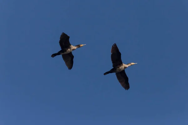 Deux Grands Cormorans Volant Dans Ciel Bleu Clair — Photo