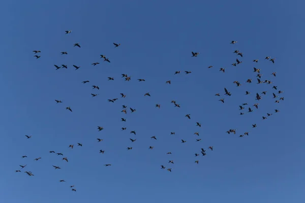 Άποψη Για Σμήνος Μεγάλων Κορμοράνων Που Πετούν Ένα Γαλάζιο Ουρανό — Φωτογραφία Αρχείου