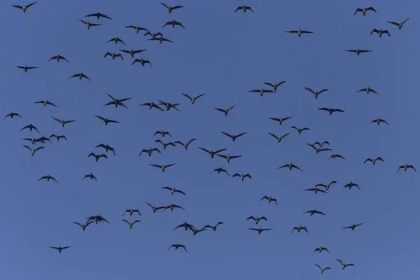 Zicht Kudde Grote Aalscholvers Vliegen Een Blauwe Lucht — Stockfoto