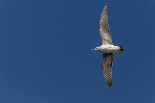 Close Herring Gull Flying Clear Blue Sky — Stock Photo, Image