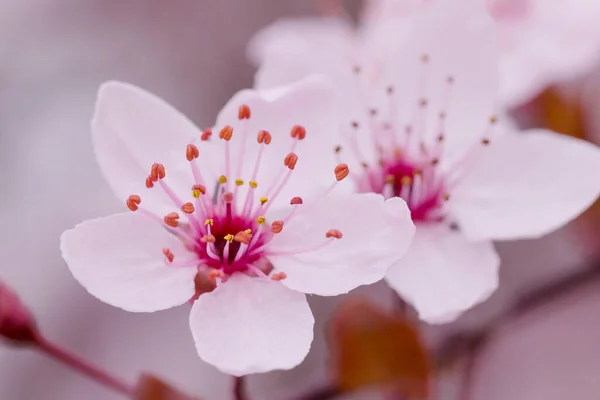 Primer Plano Del Florecimiento Rosado Del Cerezo Primavera — Foto de Stock