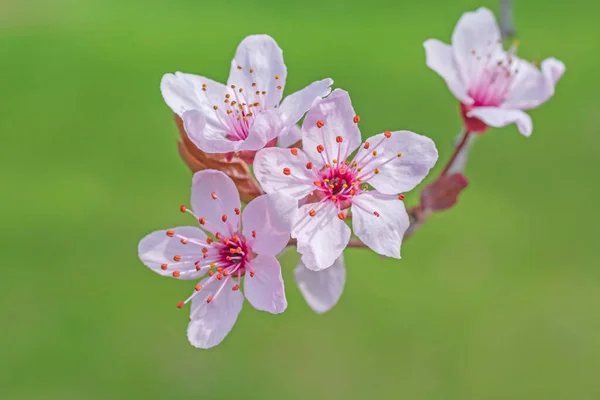 桜のピンクの花を緑の背景に閉じて — ストック写真