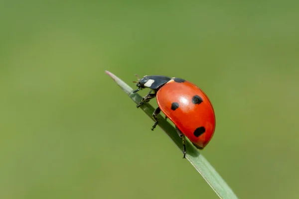 Close Ladybug Siiting Blade Green Background — Stock Photo, Image