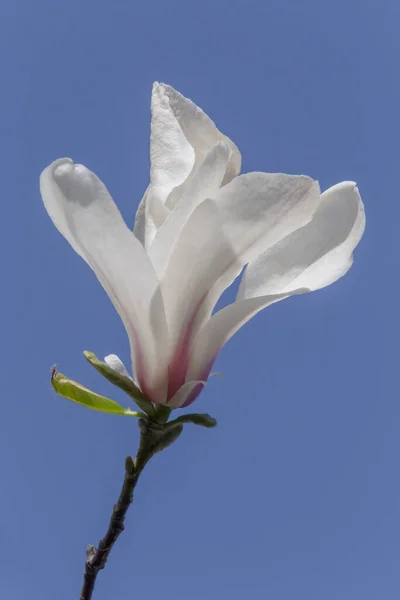 Blick Auf Weiße Magnolien Die Vor Strahlend Blauem Himmel Blühen — Stockfoto