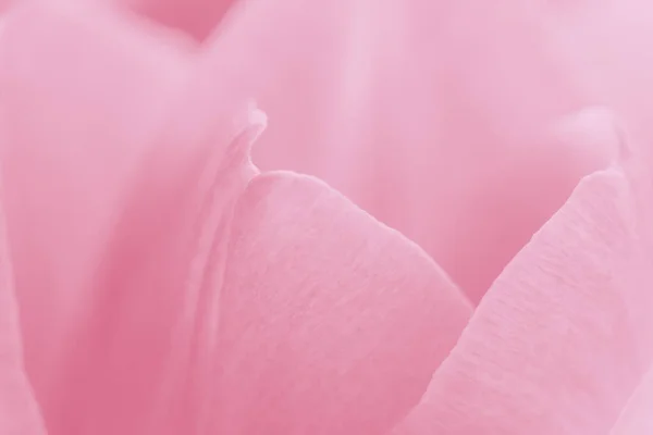 Abstrakter Natürlicher Hintergrund Nahaufnahme Von Rosafarbenen Tulpenblättern — Stockfoto