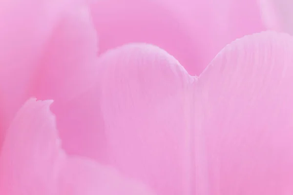 抽象的自然背景 郁金香粉花瓣的特写 — 图库照片