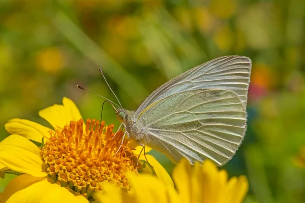 Bahçedeki Sarı Çiçeğin Üzerinde Oturan Küçük Beyaz Kelebeğe Yaklaş — Stok fotoğraf