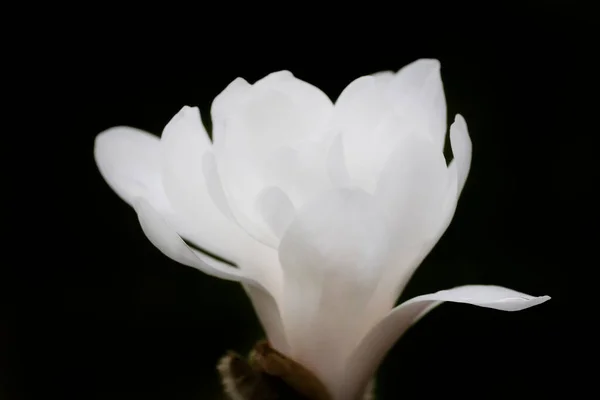 Zbliżenie Białego Kwiatu Magnolii Czarnym Tle — Zdjęcie stockowe