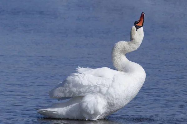 Вид Стоящего Берегу Белого Лебедя Питьевую Воду — стоковое фото