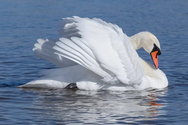 Close White Swan Swimming River — Stock Photo, Image