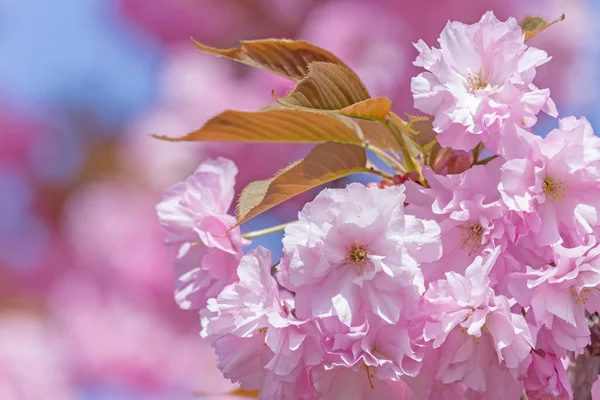 Japon Kiraz Ağacının Çiçek Açan Dalına Yakın — Stok fotoğraf