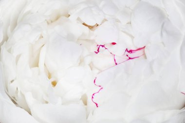 Beyaz şakayık çiçeğini kapat.