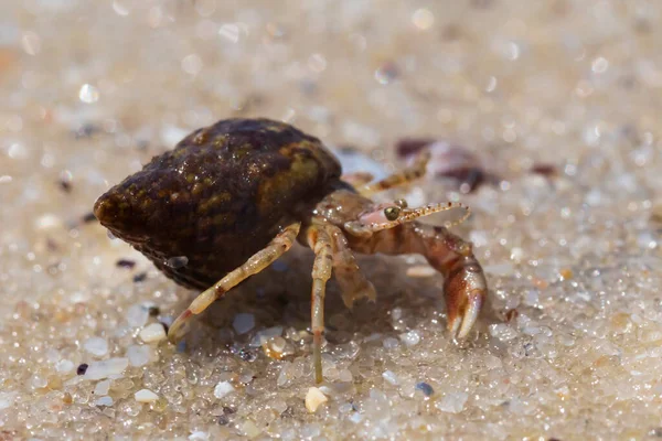 在海滨的沙地上把小寄居蟹圈起来 — 图库照片