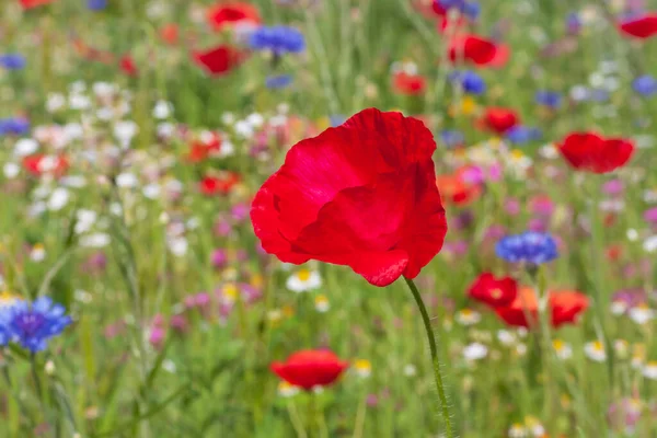Close Red Poppy Meadow Summer — Stock Photo, Image