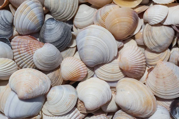 Close Heap Colorful Seashells Sea Coast — Stock Photo, Image