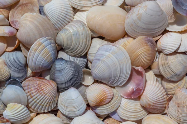 Soyut Doğal Arkaplan Deniz Kıyısındaki Renkli Deniz Kabuklarının Yığınını Kapat — Stok fotoğraf