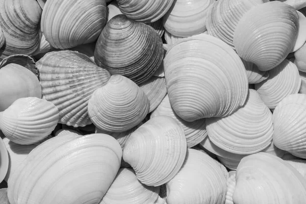 Black White Photo Heap Seashells Coast — Stock Photo, Image