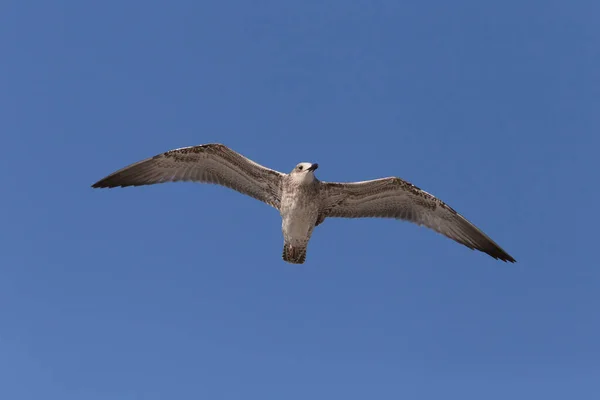 Close Great Black Backed Gull Flying Clear Blue Sky — Foto de Stock