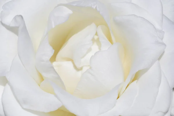 Gros Plan Belle Fleur Rose Blanche — Photo