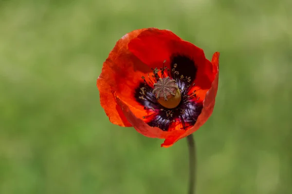 红罂粟花对绿草的特写 — 图库照片
