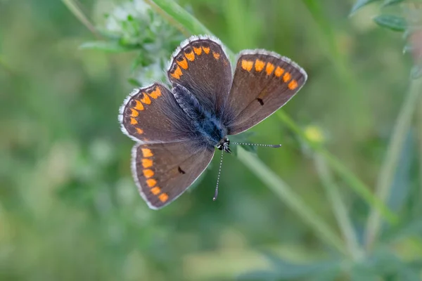 Nahaufnahme Eines Kleinen Braunen Lycaenidae Schmetterlings Mit Geöffneten Flügeln — Stockfoto