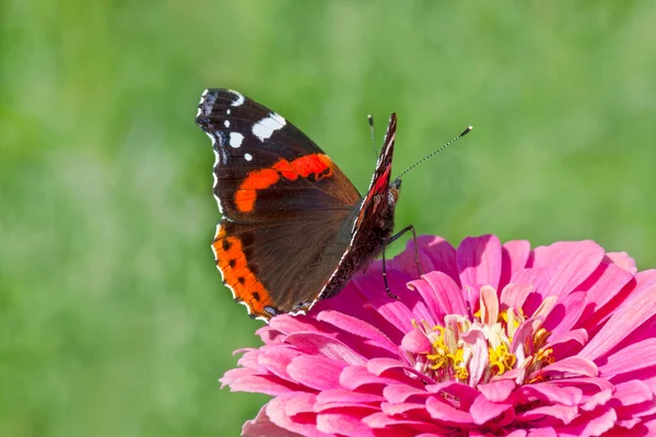 Close Red Admiral Butterfly Sitting Purple Marigold Flower Green Background — Stock Photo, Image
