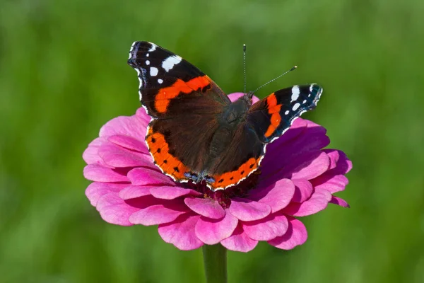 Primer Plano Mariposa Almirante Rojo Sentado Flor Caléndula Púrpura Jardín — Foto de Stock