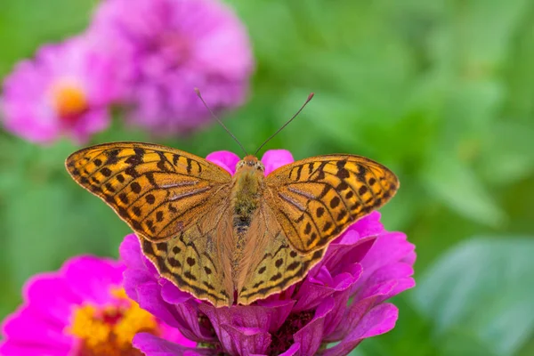 Zblízka Stříbrem Omytý Fritillary Motýl Sedí Fialové Marigold Květiny Zahradě — Stock fotografie