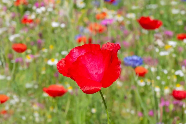红罂粟花在草地上的密闭 — 图库照片