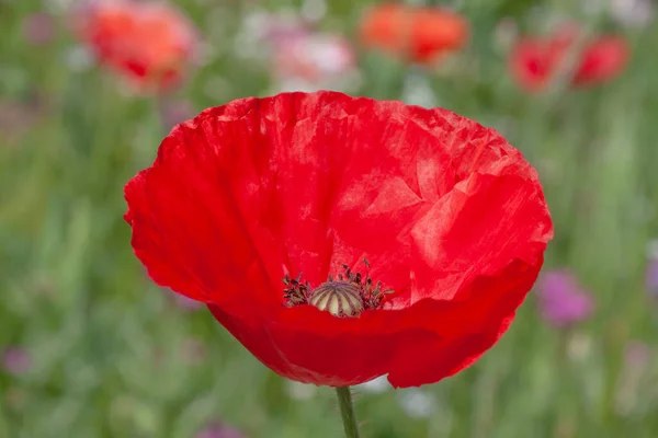 Close Red Poppy Flower Meadow Summer — Stock Photo, Image