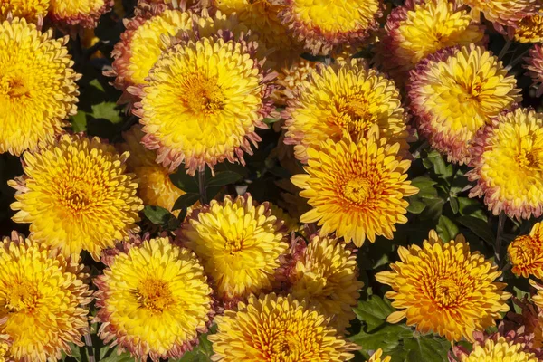 Flores Crisântemo Amarelo Jardim Outono — Fotografia de Stock