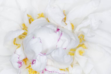 Mor kenarlı güzel beyaz şakayık çiçeğine yaklaş.