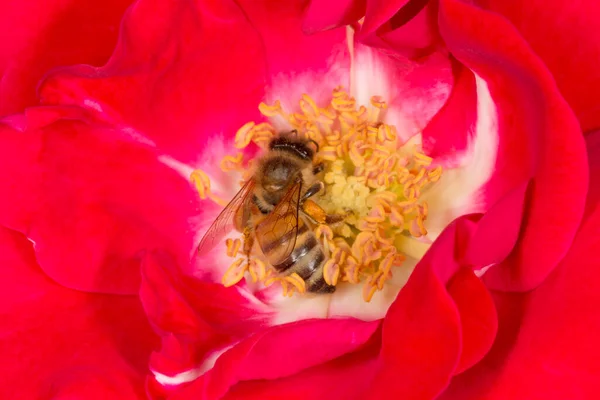 Közel Méhek Gyűjtése Pollen Belsejében Vörös Rózsa Virág — Stock Fotó